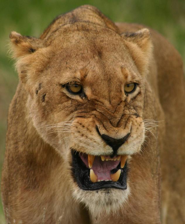 Sweni Lodge 91 Mjejane Kruger Park 赫克托斯普雷特 外观 照片