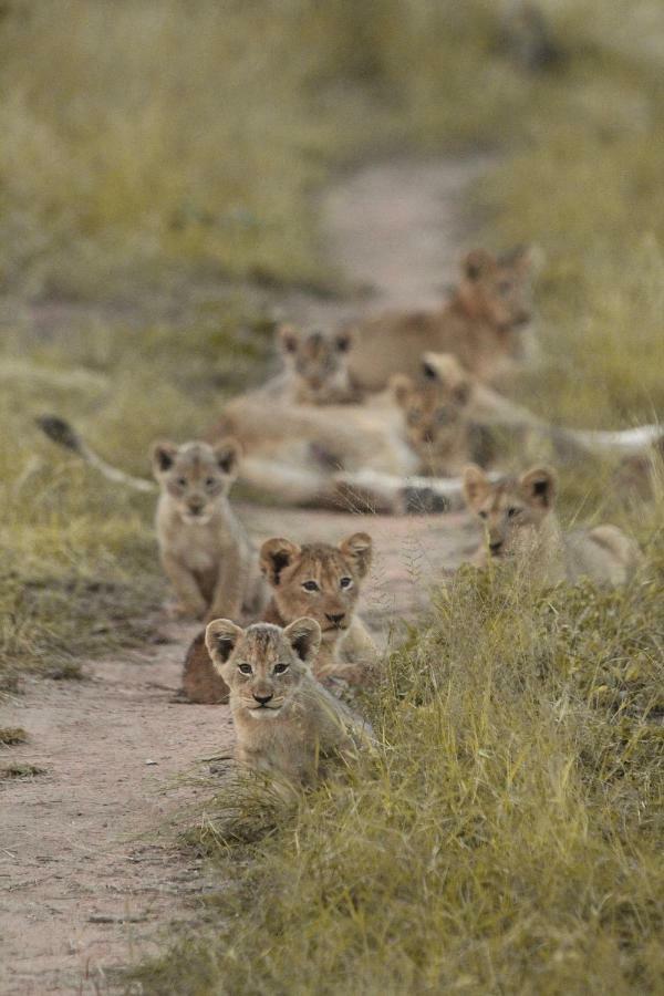 Sweni Lodge 91 Mjejane Kruger Park 赫克托斯普雷特 外观 照片