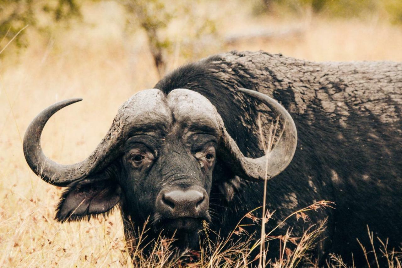 Sweni Lodge 91 Mjejane Kruger Park 赫克托斯普雷特 外观 照片