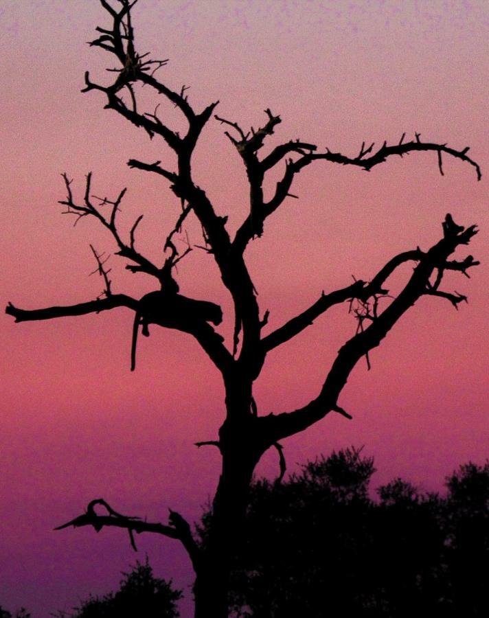 Sweni Lodge 91 Mjejane Kruger Park 赫克托斯普雷特 外观 照片